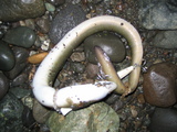 ӂ