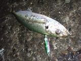 P9290036.JPG