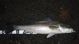 Seabass_SagamiRiver98cm.JPG