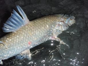 030923_Nigopyon.JPG