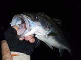 071025seabass.JPG