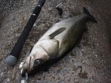 071103_Kanazawa SeaBass-2.JPG