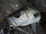 071103_Kanazawa SeaBass.JPG