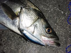 081224_Seabass.JPG