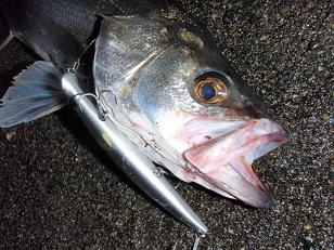 090323_Seabass.JPG