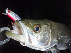 090412_Higata.JPG