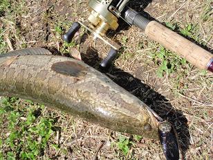 090427_Snakehead.JPG
