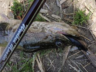090502_SnakeHead.JPG