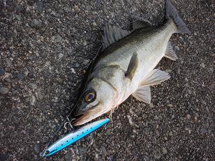 090510_Skimmer01.JPG