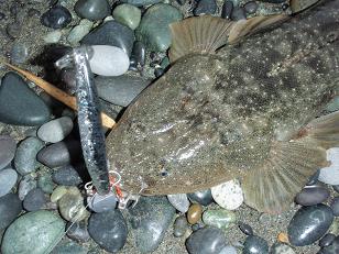 090516_Kochi_49cm.JPG