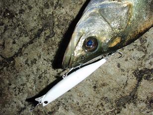 090527_p-ce100.JPG