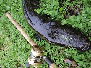 090621_snakehead.JPG