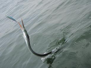 090711-3.JPG