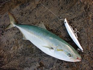 091003_Wakashi.JPG