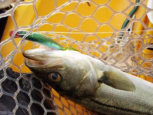 091003_kayakSeabass.JPG