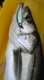 091213_141842_Seabass.JPG