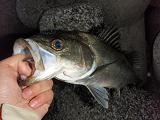1013seabass.JPG