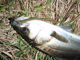20080504_01_Seabass-GULP.JPG