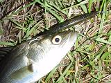 20080504_01_Seabass-SF95.JPG
