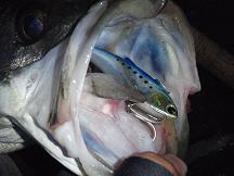 20081202_02_Seabass.JPG