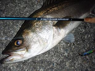 20081203_04_Seabass78cm.JPG