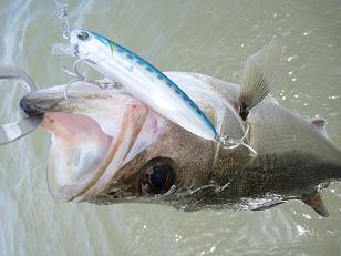 20090725_1.JPG