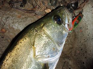 20090906_18-night-2.JPG