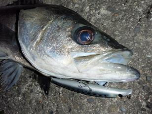 20090911_07_Seabass60cm.JPG