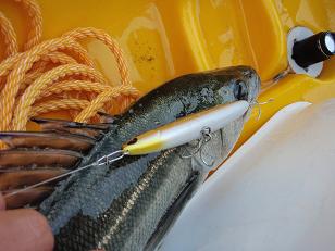 20090927_04_SaltSkimmer.JPG