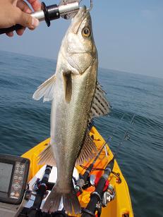 20091018_01_Sasuke95SS.JPG
