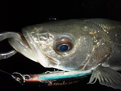 20100104_24_Seabass01.JPG