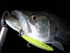20100104_26_Seabass02.JPG