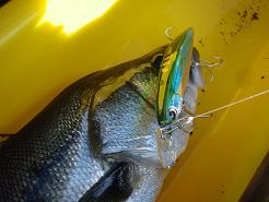 20100117_09_Gyodou130MD.JPG