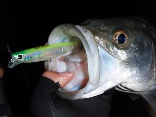 20100130_14_p-ce100.JPG