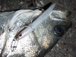 20100217_07_calm110.JPG