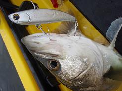 20100221_03_koume70-1.JPG
