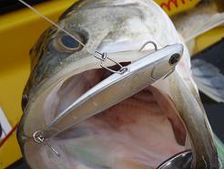 20100221_12_koume70-2.JPG