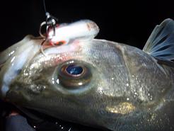 20100303_15_trip85.JPG