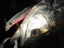 20100313_08_Higata-3.JPG