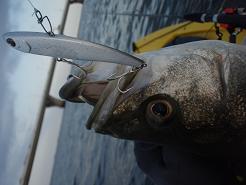 20100314_13_KOUME80.JPG