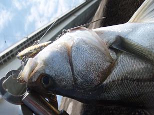 20100327_05_wanbait.JPG