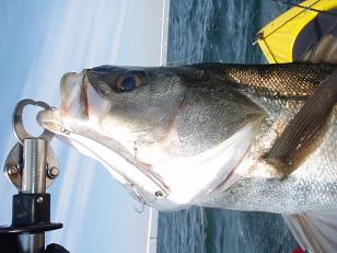 20100327_08_koume80.JPG