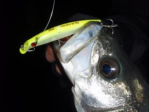 20100327_10_sasukeSS95.JPG