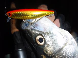 20100327_11_B-ta80SR.JPG