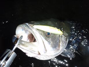 20100328_24_sasukeSS95.JPG