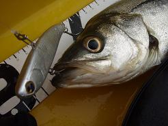 20100410_01_koume80.JPG