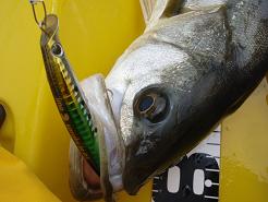 20100410_06_sasukeSS95.JPG