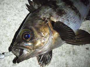 20100410_10_meba.JPG