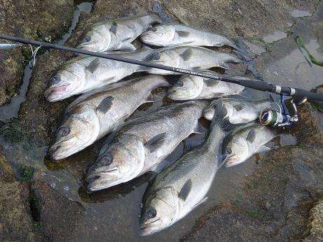 20100424_17_isomaru.JPG