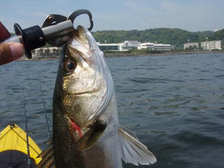 20100522_11_seabass.JPG